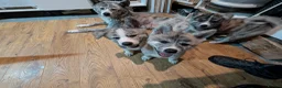 Japanese Akita Inu dogs for sale: Akita puppies pedigree for forever loving homes - Advert 7