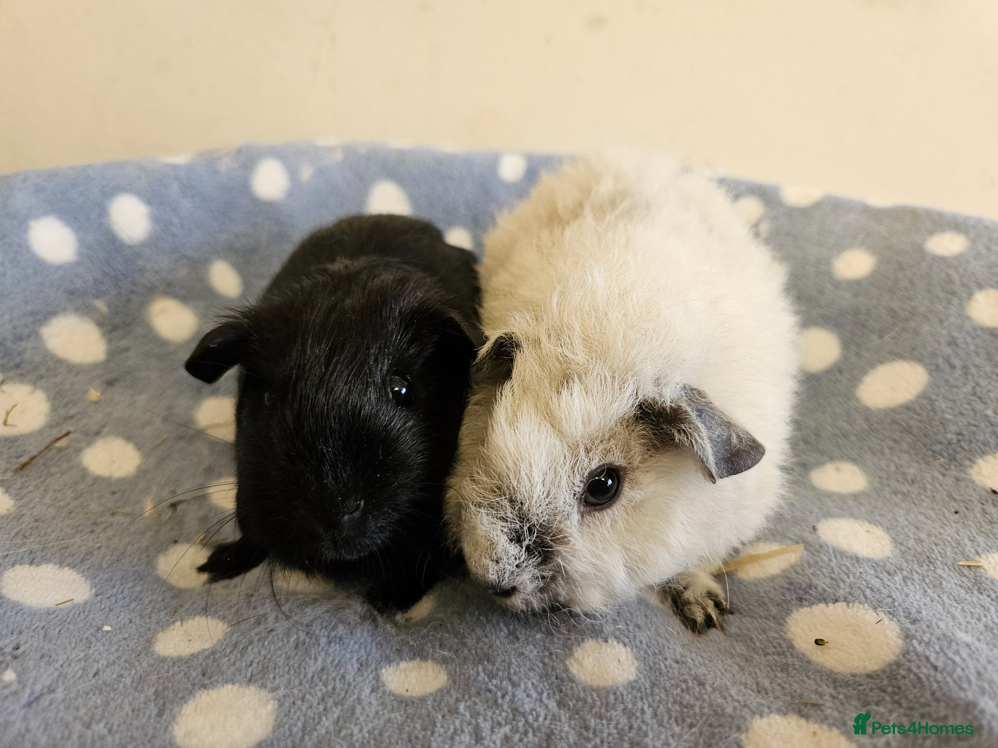 Guinea Pig rodents Bonded pairs of baby/young boy guineas pigs - Advert 20
