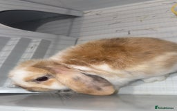Mini Lop rabbits for sale: 9 weeks old Mini lop with cage and food - Image 3