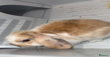 Mini Lop rabbits - Advert 5