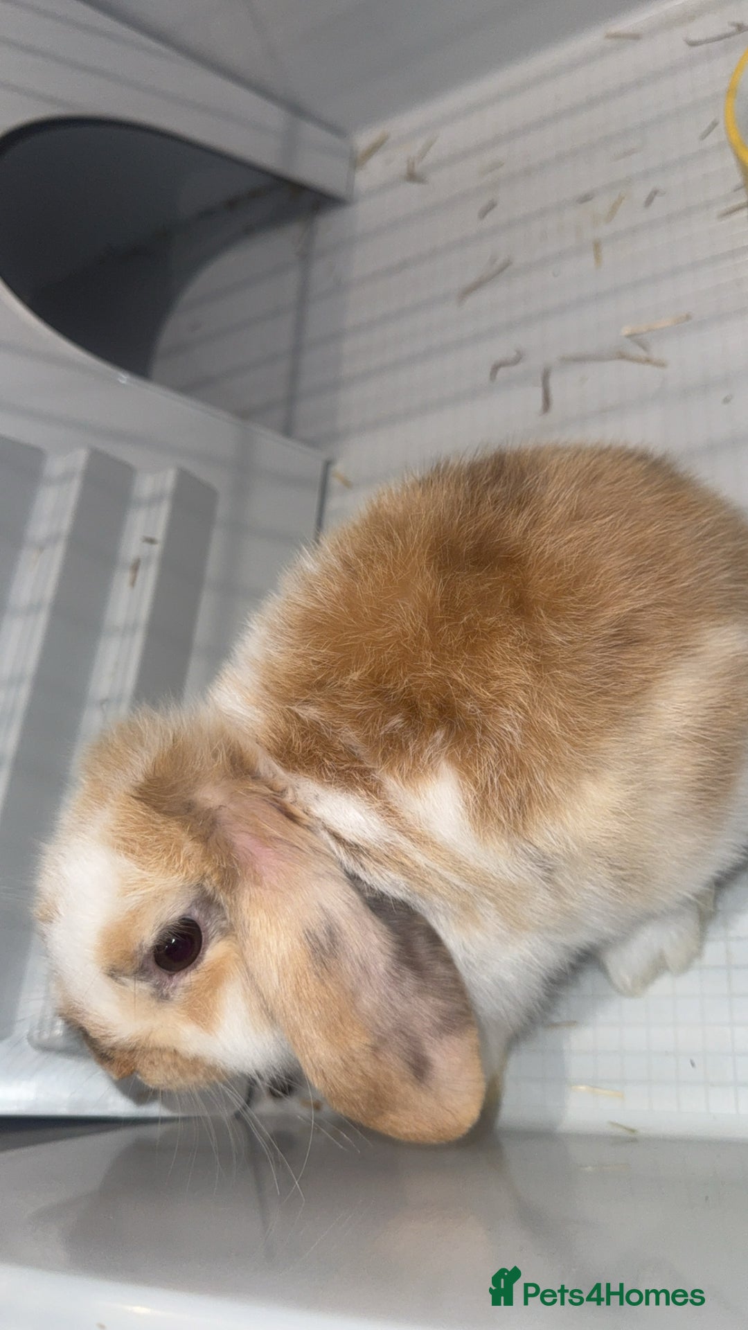 Mini Lop rabbits for sale: 9 weeks old Mini lop with cage and food - Image 3