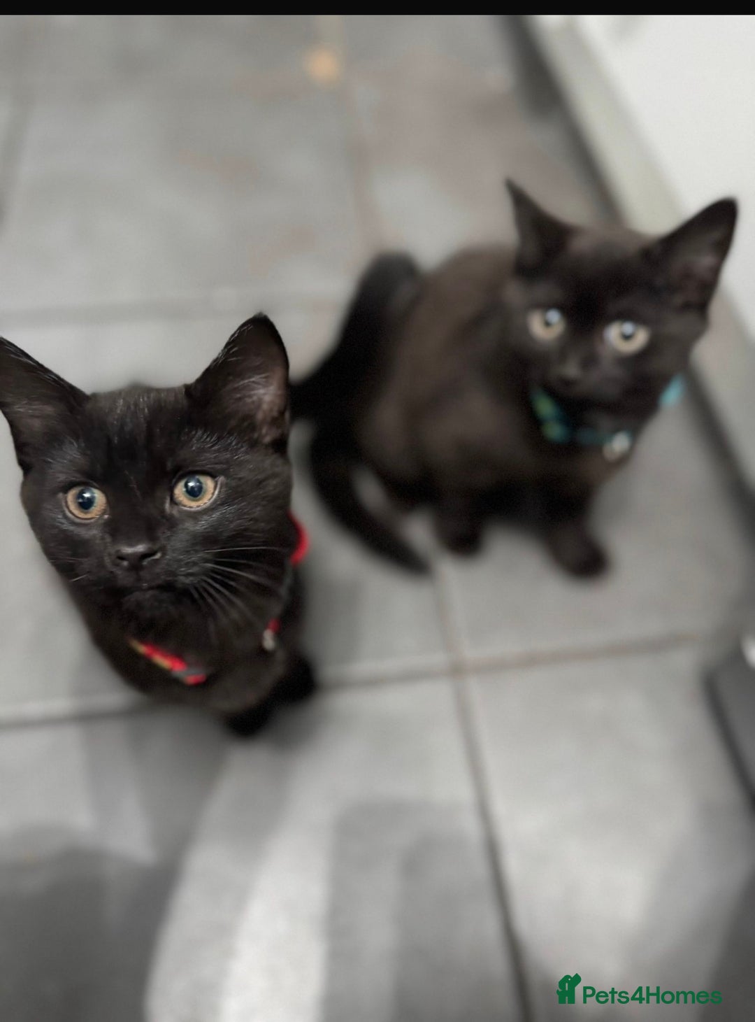 Mixed Breed cats for sale: British Short Hair and Tuxedo Cat Mix Breed  - Advert 12