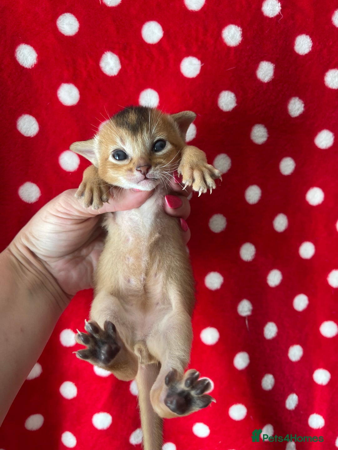 Abyssinian cats for sale: 🏆🥇Top Quality Champion Lines Abyssinian Kittens  - Image 3