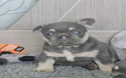 French Bulldog dogs for sale: Georgous french bulldogs for sale  - Image 7