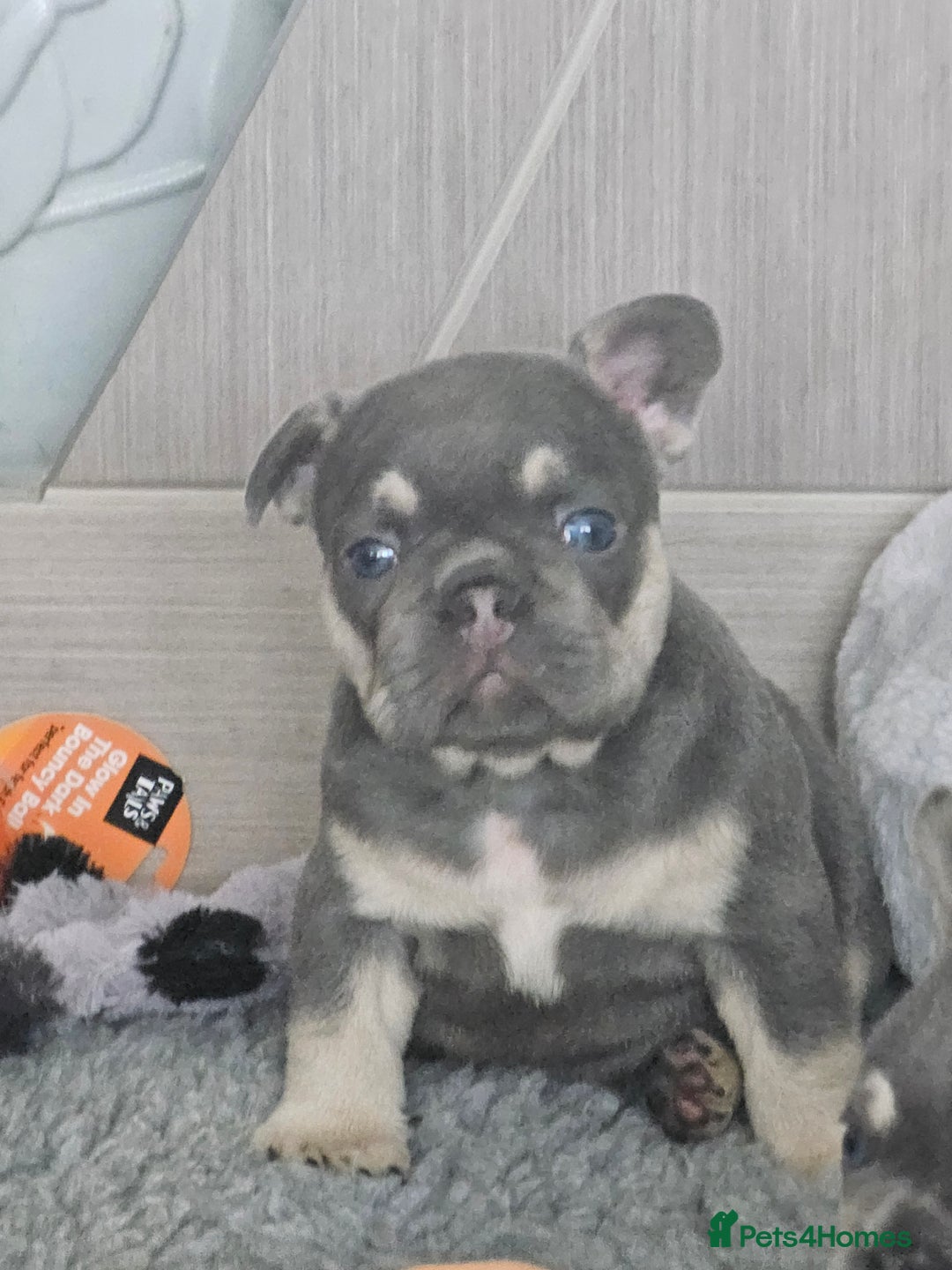 French Bulldog dogs for sale: Georgous french bulldogs for sale  - Image 7
