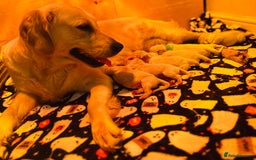 Golden Retriever dogs for sale: 6 KC REG CHUNKY GOLDEN RETRIEVER BOYS  - Advert 9