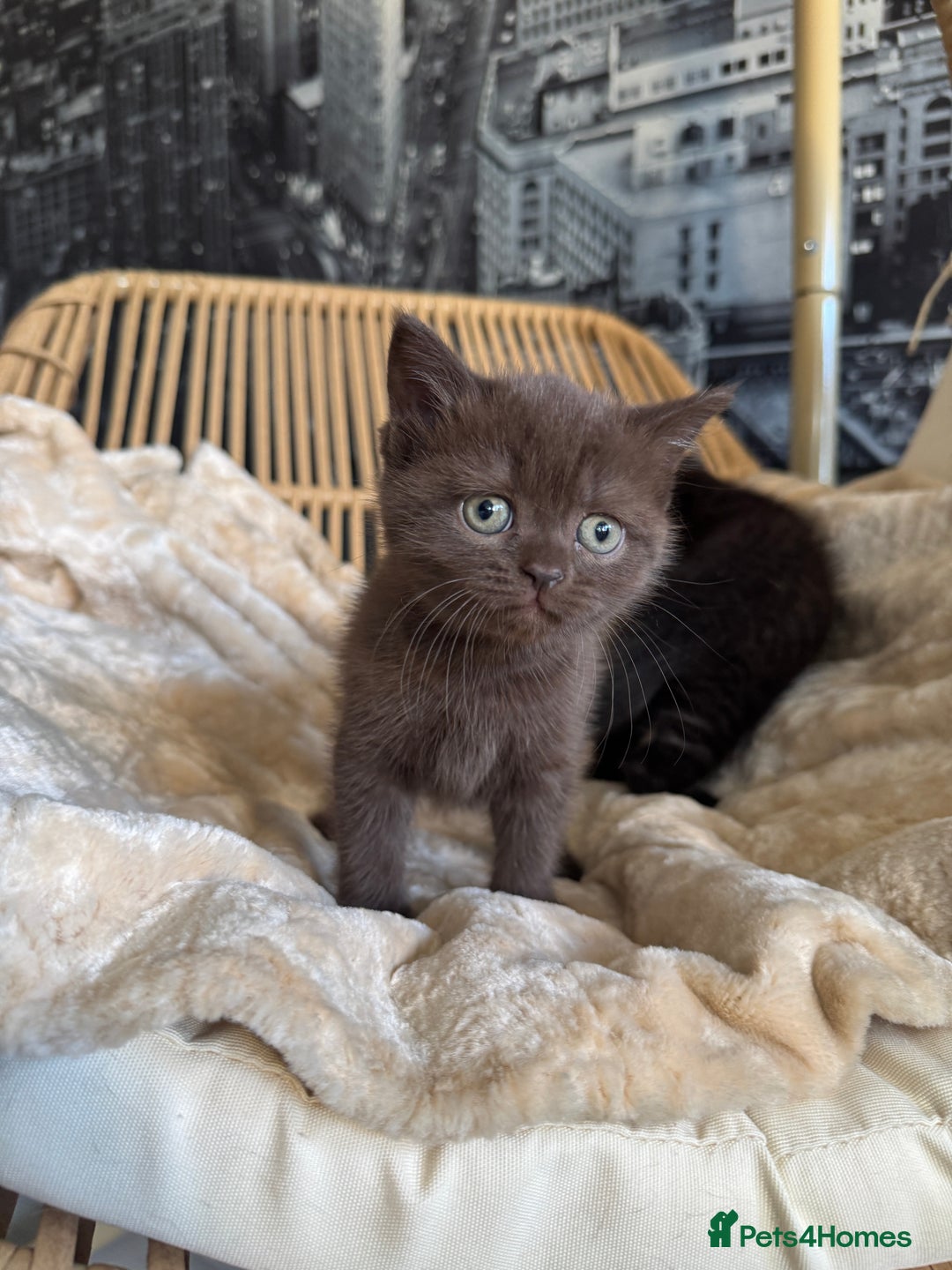 British Shorthair cats for sale: 2 Outstanding BSHLitter Chinchilla &Classic Lines) - Advert 22