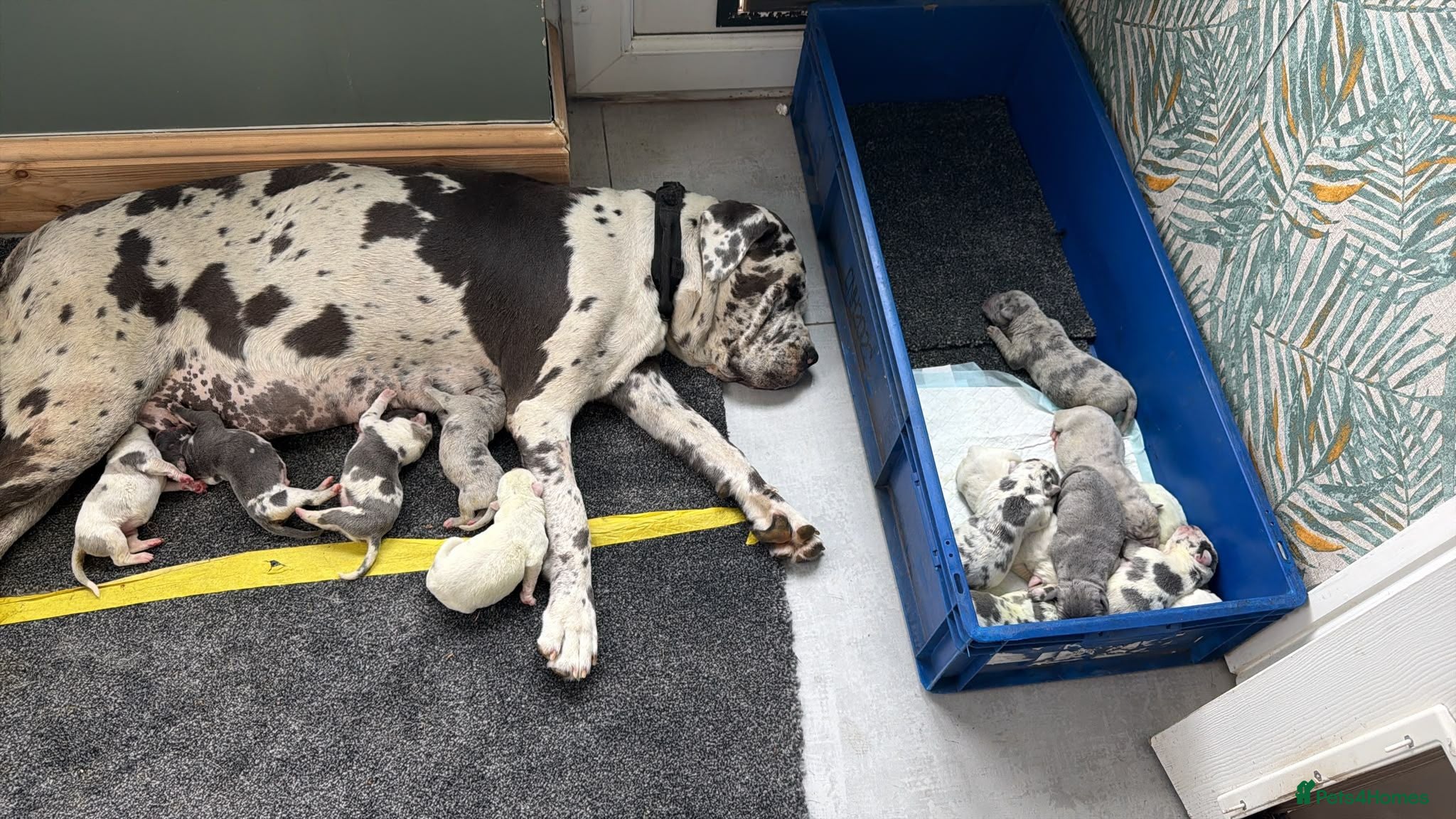 Cane Corso dogs Stunning Cane Corso Puppoies for Sale - Advert 1