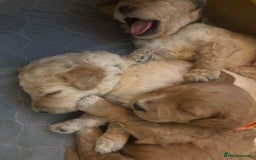 Goldendoodle dogs for sale: Beautiful F1B Goldendoodle Puppies – Ready Soon - Image 4