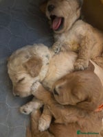 Goldendoodle dogs - Advert 8