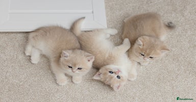 British Shorthair cats Cuddly Golden Blue British Shorthair girl  - Advert 6