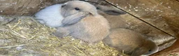 Mini Lop rabbits for sale: Mini loop - Advert 12