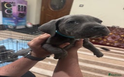 Cane Corso dogs for sale: Pure Pedigree Cane Corso Puppies - Image 14