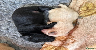 Labrador Retriever dogs - Advert 3