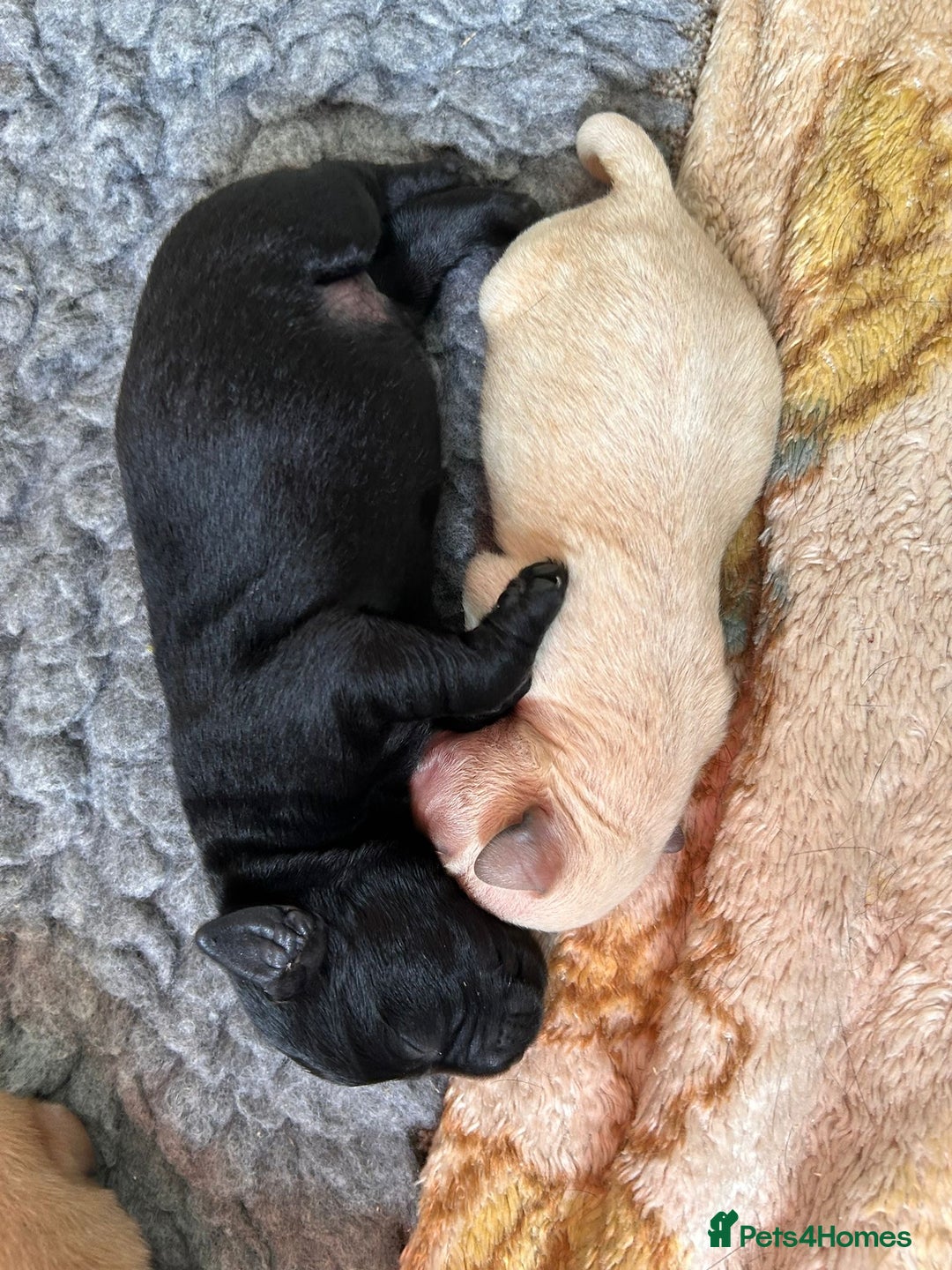 Labrador Retriever dogs for sale: Lucy's Puppies have arrived! - Image 2
