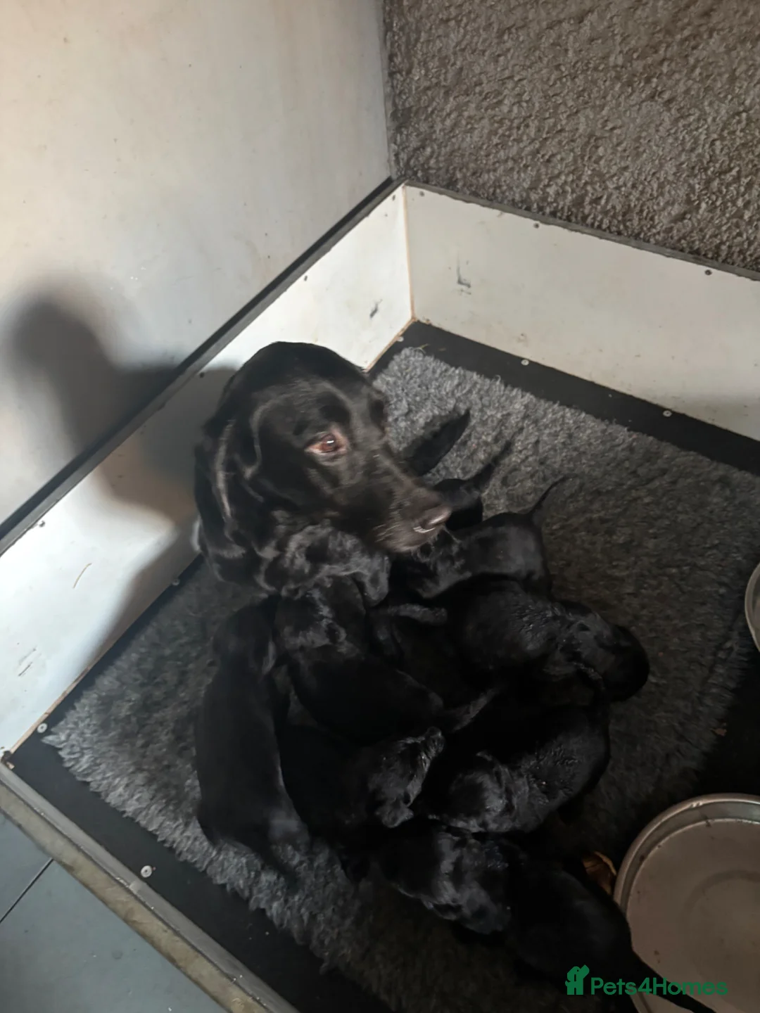 Labrador Retriever dogs for sale: Gorgeous chunky Labrador Puppies - Advert 9