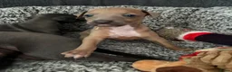 Italian Greyhound dogs for sale: Stunning Fawn Girl - Advert 1