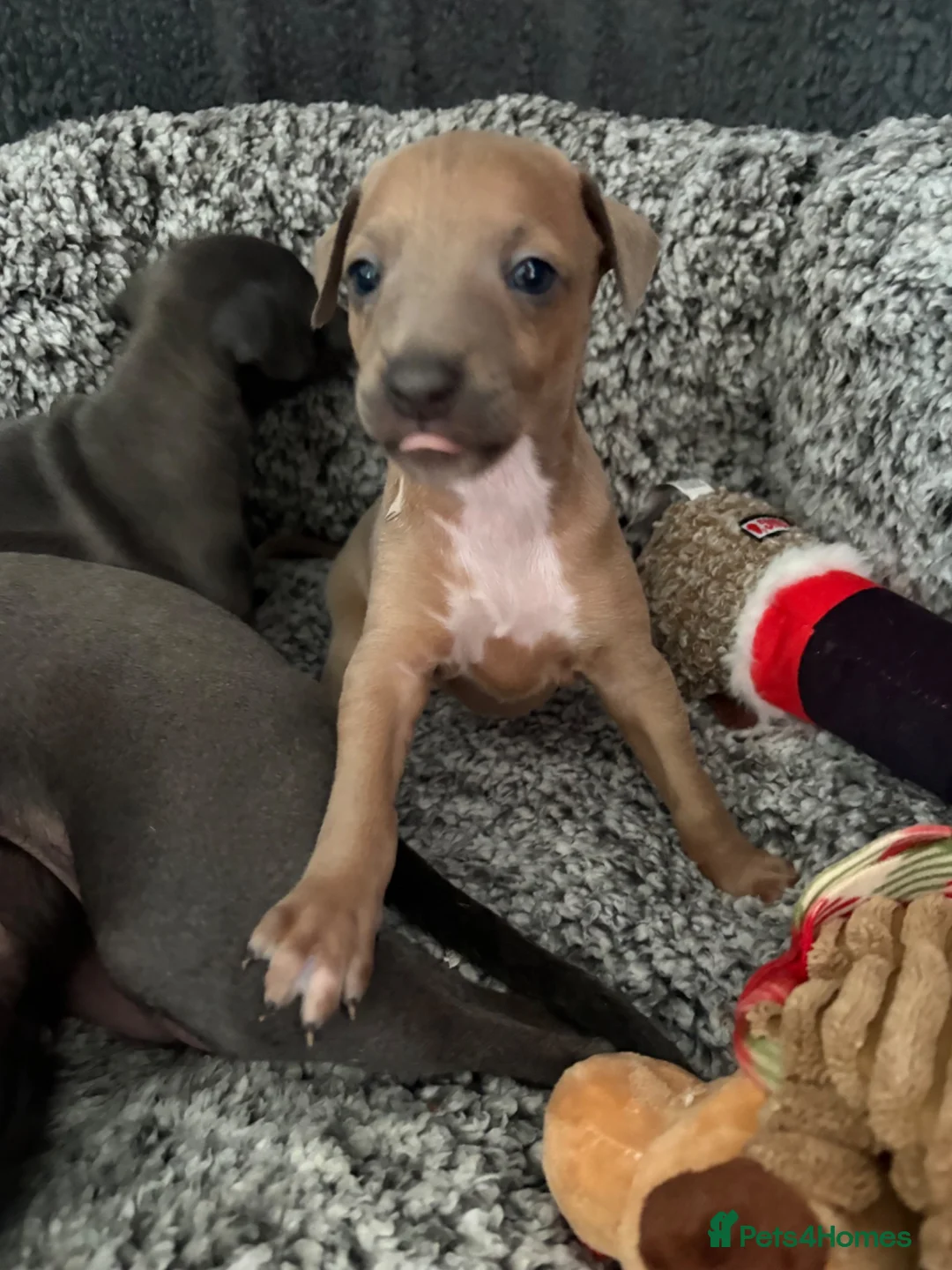 Italian Greyhound dogs for sale: Stunning Fawn Girl - Advert 1