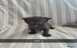 Mixed Breed cats for sale: 6 Short-Hair Kittens For Sale - Image 4