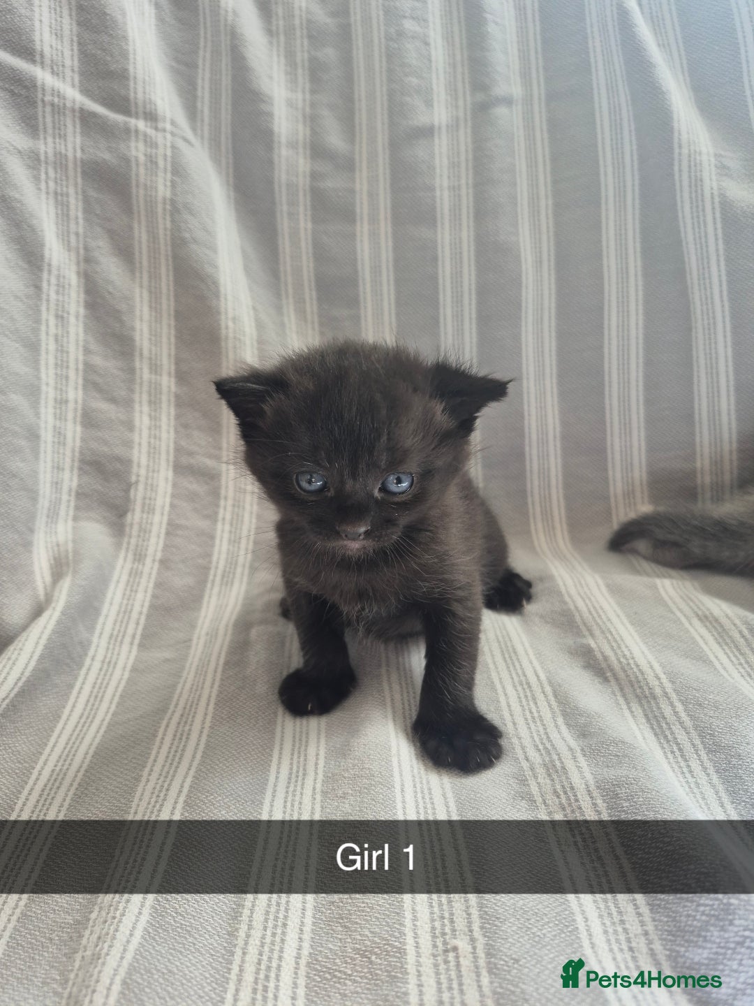 Mixed Breed cats for sale: 6 Short-Hair Kittens For Sale - Image 4
