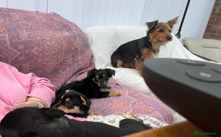 Chorkie dogs - Advert 1