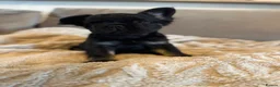 French Bulldog dogs for sale: Fluffy French bulldog KC registered - Advert 15