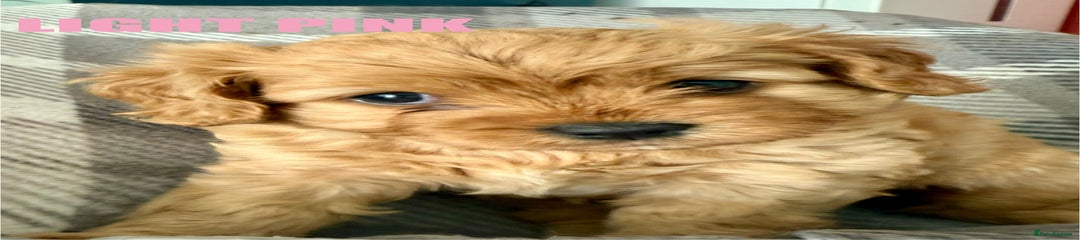 Cavapoo Puppy 5 Light Pink