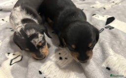 Miniature Dachshund dogs for sale: Mini dachshund puppies - Image 16