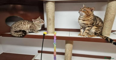 Bengal cats - Advert 7