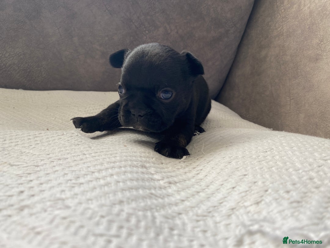 French Bulldog dogs for sale: French bulldogs puppy’s for sale - Advert 19