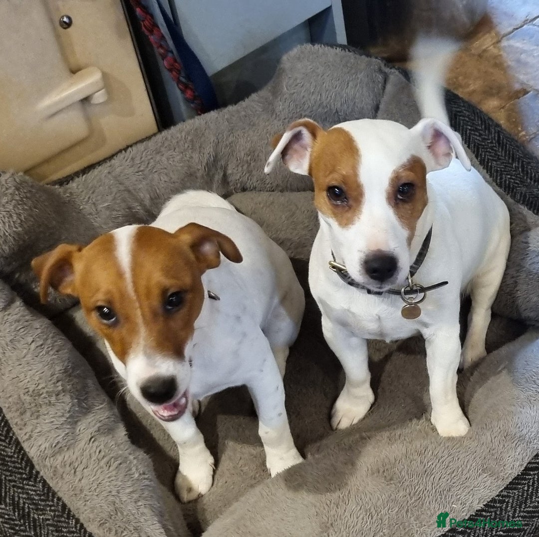 Jack Russell dogs for sale: Pure bred Jack Russell Bitch  - Advert 3