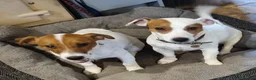 Jack Russell dogs for sale: Pure bred Jack Russell Bitch  - Advert 3