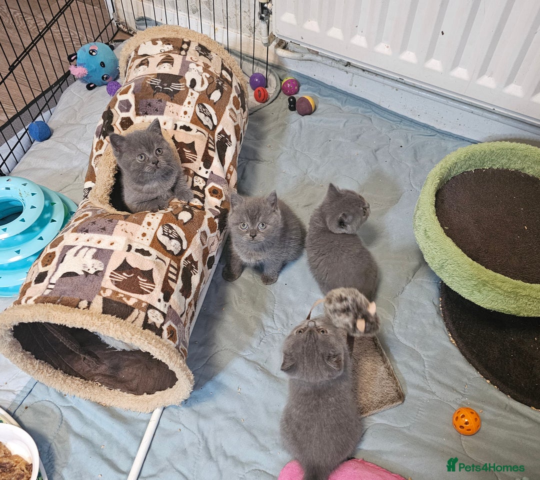 British Shorthair cats for sale: Purebred  British shorthair kittens  - Advert 5