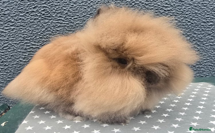 Lionhead rabbits - Advert 1