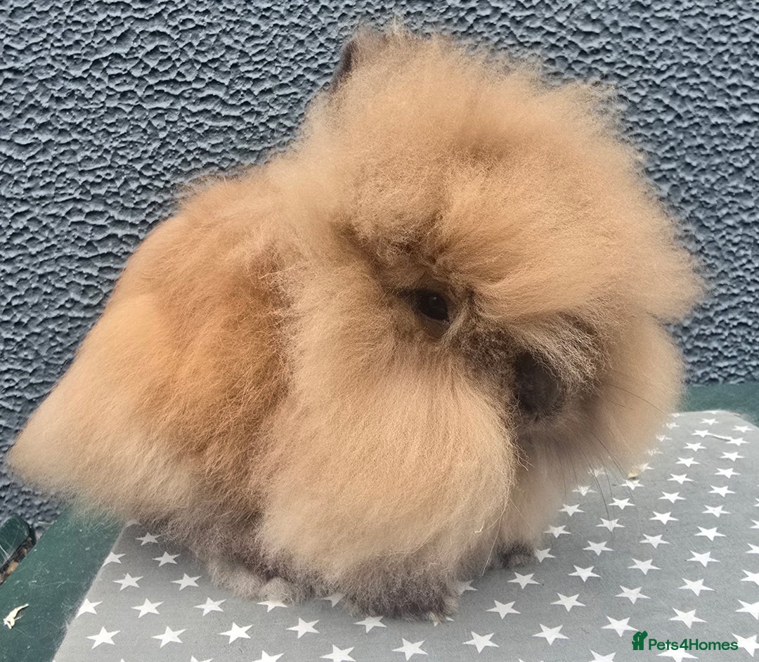 Lionhead rabbits for sale: Gorgeous Purebred Lionheads available  - Image 1