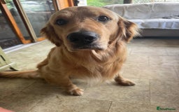 Golden Retriever dogs for sale: Beautiful Golden Retriever - Image 4
