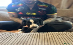 Mixed Breed dogs for sale: Borderliers  - Image 9