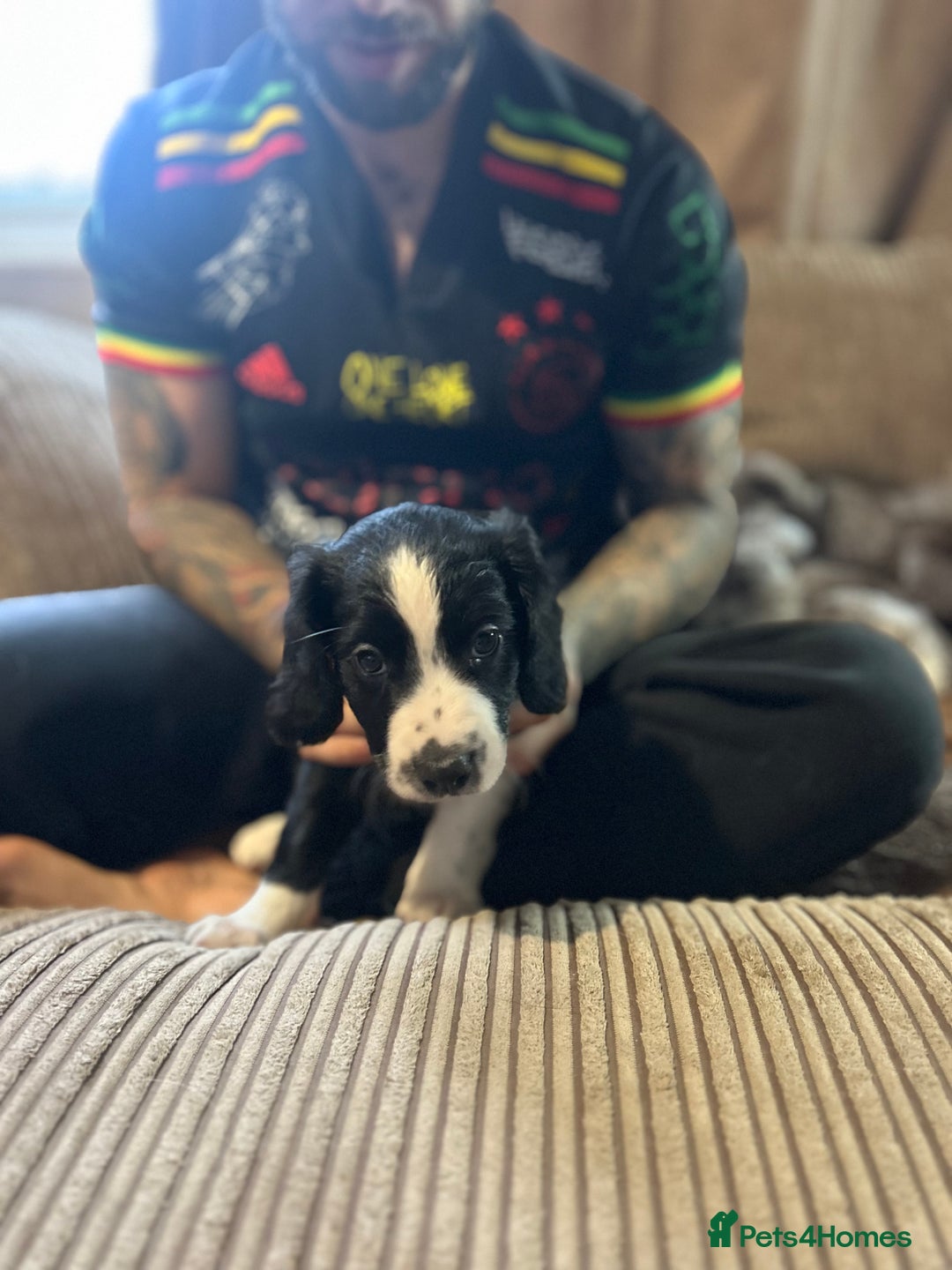 Mixed Breed dogs for sale: Borderliers  - Image 9
