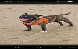 Staffordshire Bull Terrier dogs for sale: Staffy  - Image 3