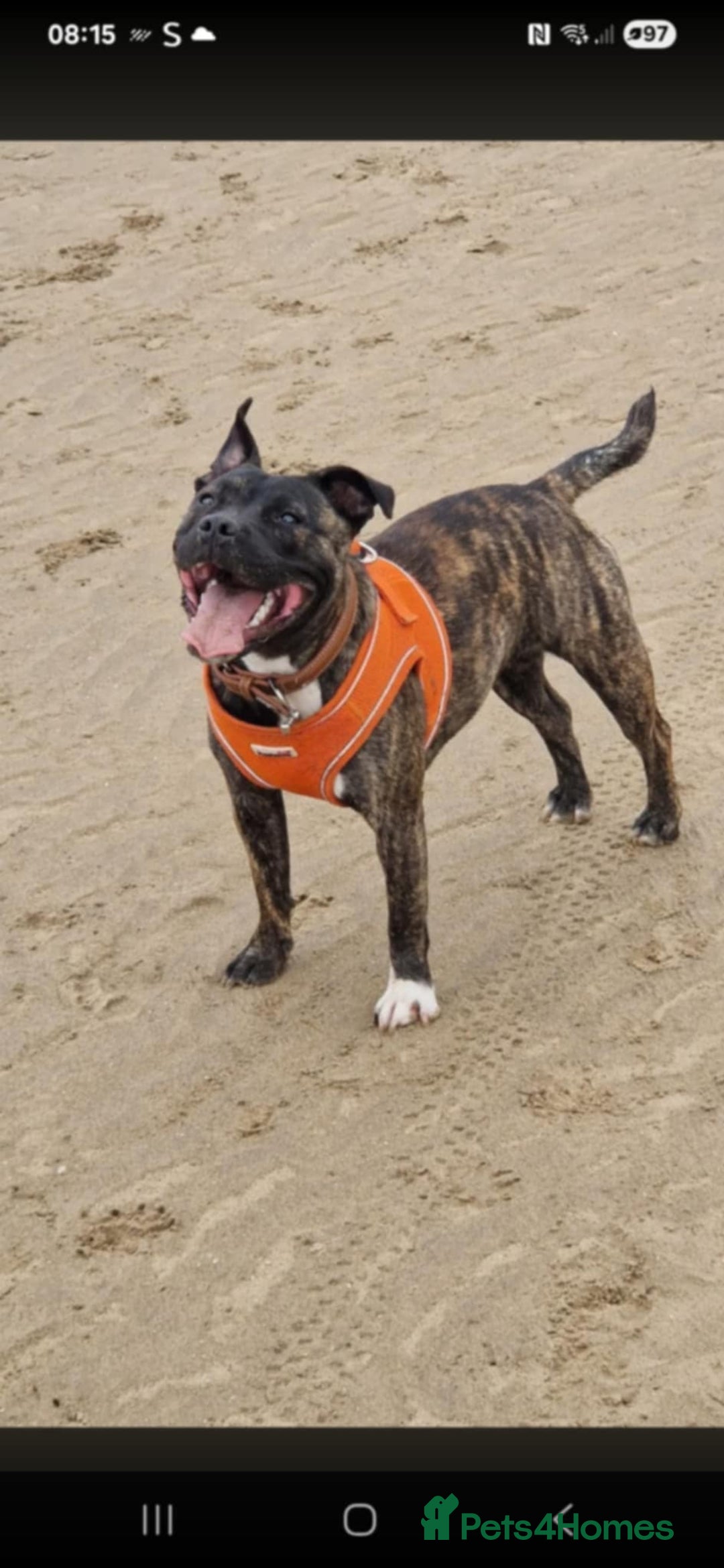 Staffordshire Bull Terrier dogs for sale: Staffy  - Image 3