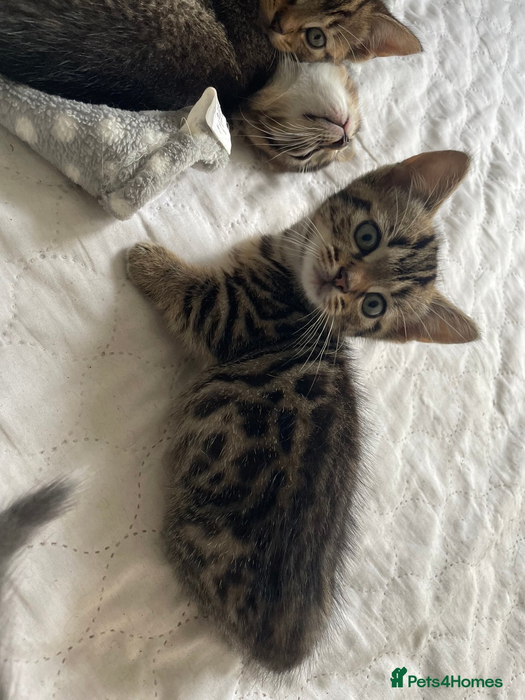 Munchkin cats for sale: Beautiful Bengal Tabby Munchkin Kittens for sale  - Advert 14