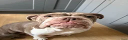 Mixed Breed dogs for sale: Bull staffy puppies - Advert 15