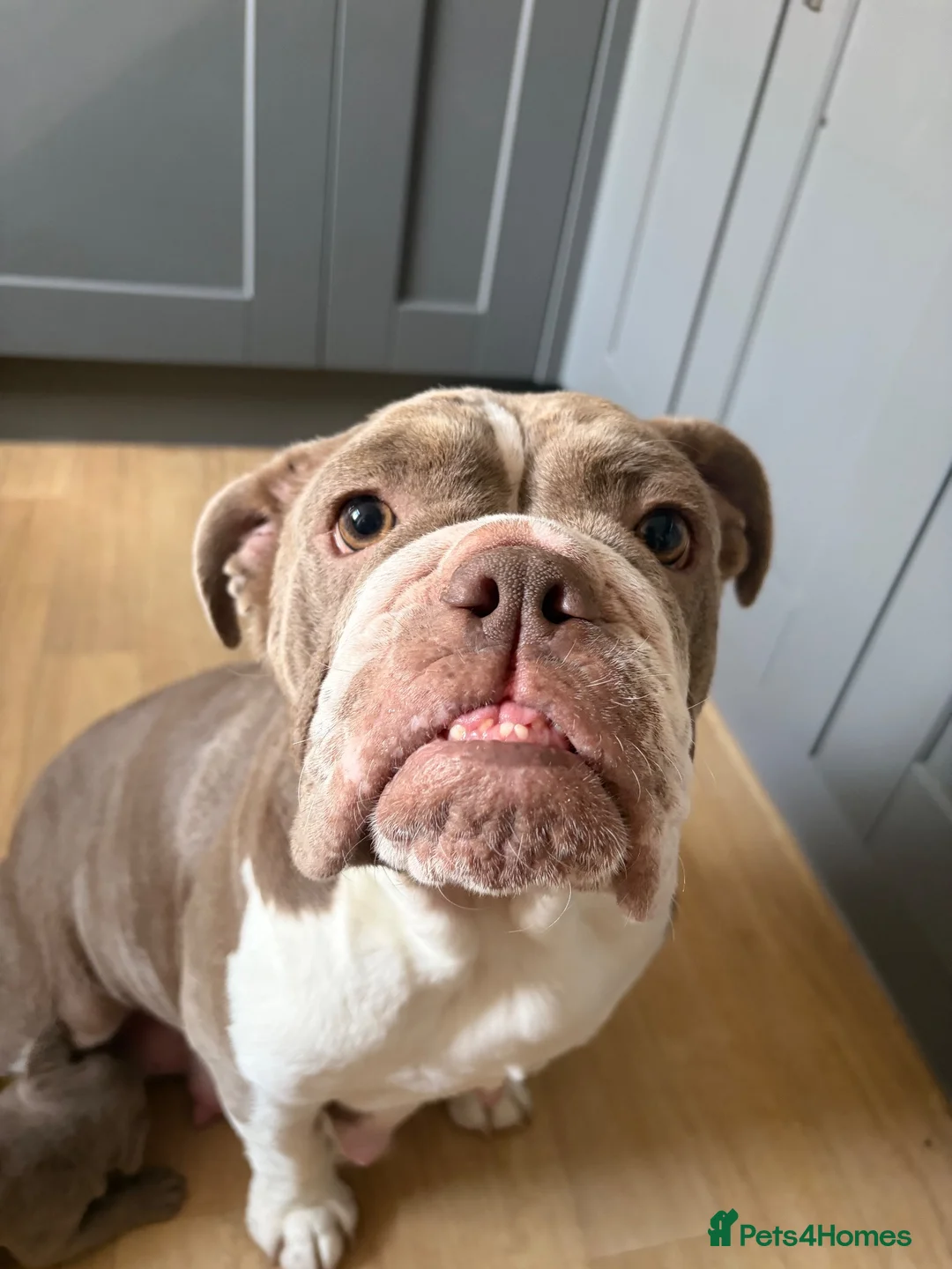 Mixed Breed dogs for sale: Bull staffy puppies - Advert 15