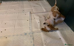 Basset Hound dogs for sale: Basset Hound Puppies - Image 7
