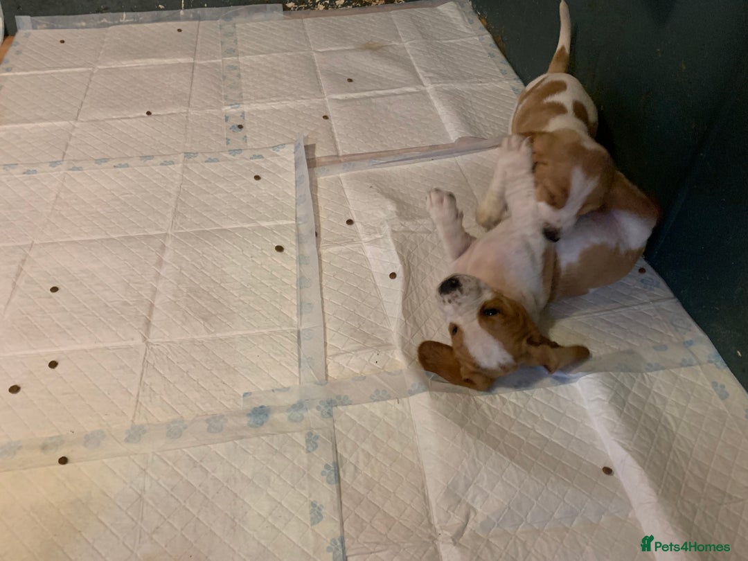 Basset Hound dogs for sale: Basset Hound Puppies - Image 7