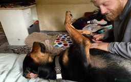 Mixed Breed dogs for sale: 2 year old, mix breed male, Ted  - Image 3