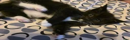 Maine Coon cats for sale: Mainecoon x babies ready now - Advert 8
