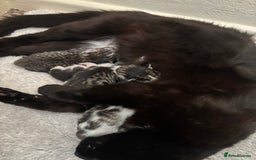 Mixed Breed cats for sale: 5 newborn kittens available - beautiful markings - Image 4