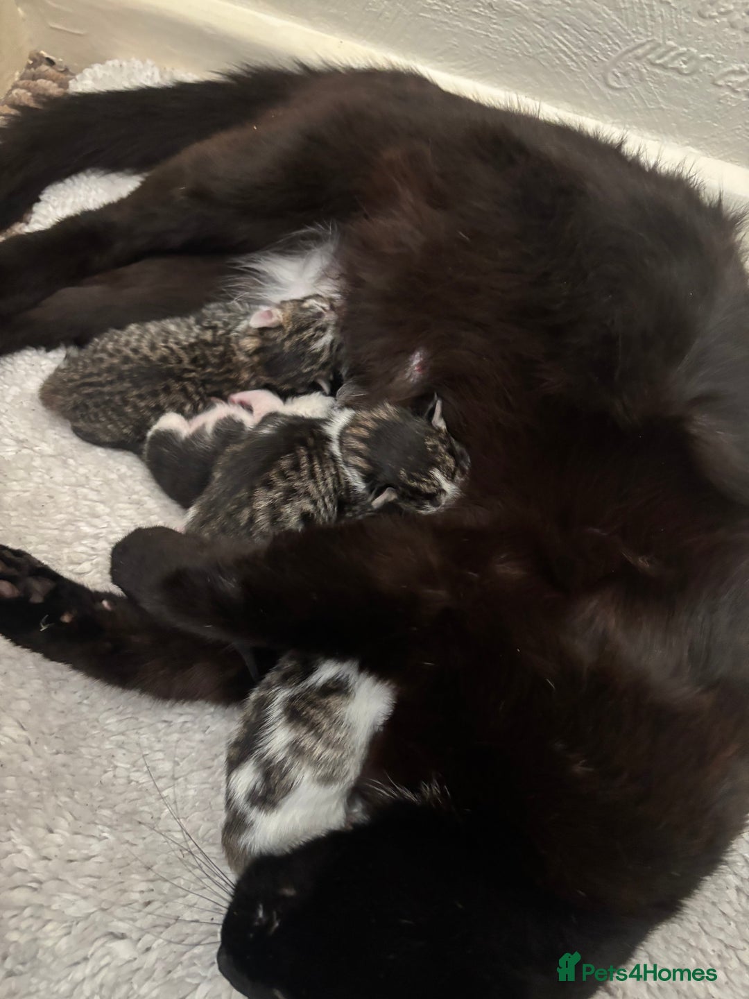 Mixed Breed cats for sale: 5 newborn kittens available - beautiful markings - Image 4