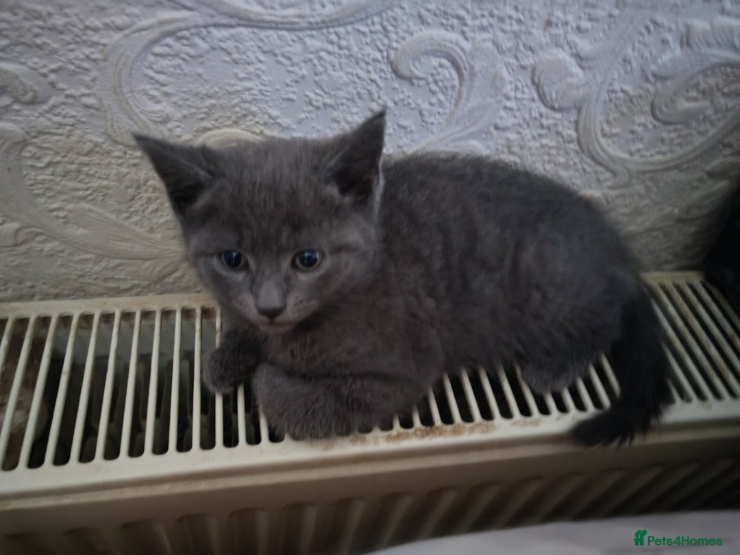 Mixed Breed cats for sale: Two beautiful kittens for sale  - Advert 8